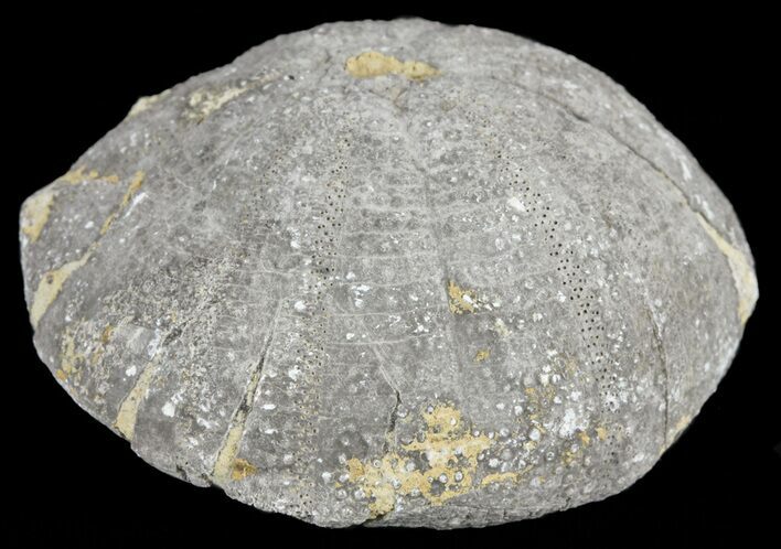 Eucosmus Fossil Echinoid (Sea Urchin) - Garsif, Morocco #61423